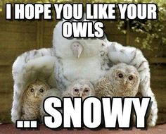a group of owls sitting on top of each other with the caption, i hope you like your owls snowy