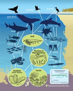 the ocean floor is covered in marine life, including sharks and other animals that can be found