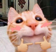 an orange and white cat with two fingers on it's nose looking at the camera