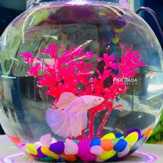 a fish in a bowl filled with water and rocks