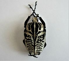 a black and white insect hanging on a wall