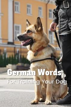 german words for training your dog