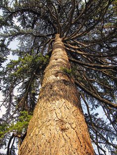 looking up at the top of a tall pine tree