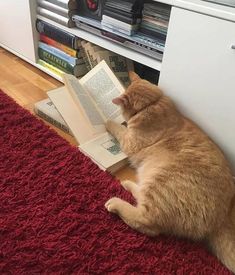 an orange cat laying on the floor reading a book