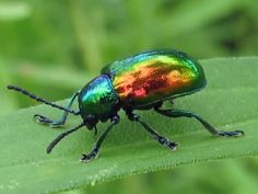 a colorful beetle sitting on top of a green leaf