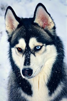 a husky dog with blue eyes sitting in the snow