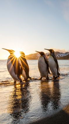 four penguins are walking in the water at sunset