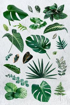 various green leaves and plants on a white background with watercolng effect in the middle