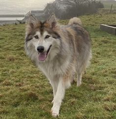 a dog standing on top of a lush green field