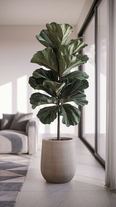 a potted plant sitting in the middle of a living room