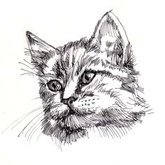 a black and white drawing of a cat's face