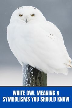 an owl sitting on top of a wooden post with the words white owl meaning and symbols you should know