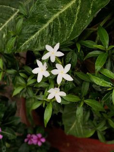White Star-shaped Flowers With Green Leaves, Shiuli Flower, Mogra Flower Aesthetic, Night Jasmine Flower Aesthetic, White Star-shaped Flowers On Ground, White Star-shaped Flowers On Plant, Close-up Of White Star-shaped Flowers, Shiuli Flower Aesthetic, White Flowers Snap