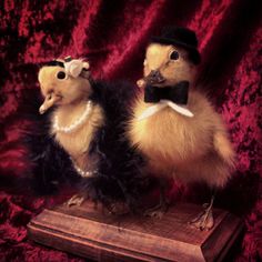 two stuffed chickens dressed in black and white clothing, one wearing a top hat and the other wearing a tuxedo