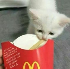 a small white kitten eating out of a mcdonald's cup