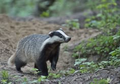 a badger standing on top of a dirt field next to green bushes and trees in the background