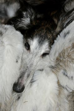 a close up of a dog laying on top of another dog's back with it's eyes closed