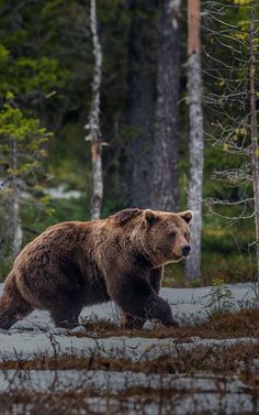 a large brown bear walking through a forest filled with trees and grass on top of a sandy ground