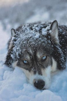 a black and white photo of a wolf with snow on its head looking at the camera