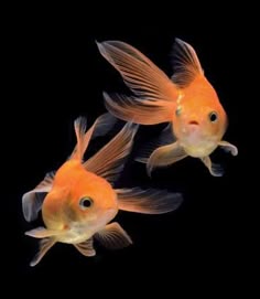 two goldfish swimming side by side on a black background