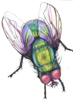 a drawing of a colorful fly insect on a white background with the caption's name below it