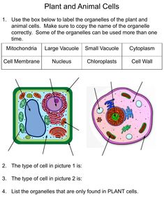 an animal cell and plant cells worksheet is shown in the diagram above it