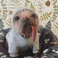 a dog with its tongue out sitting on a blanket