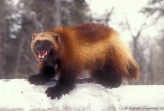 a large brown and black animal standing on top of snow covered ground with trees in the background