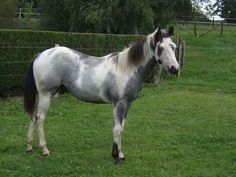 a gray and white horse standing on top of a lush green field