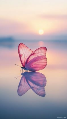 a pink butterfly sitting on top of a body of water with the sun in the background