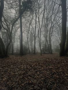 foggy forest with trees and leaves on the ground