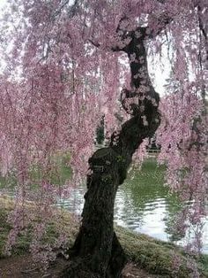 a tree that is next to a body of water with pink flowers growing on it