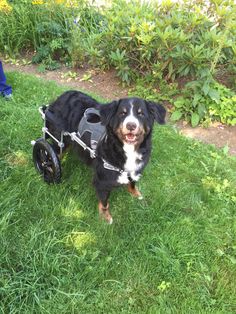 a black and white dog sitting in the grass with a wheel chair on it's back
