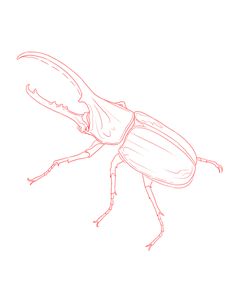a drawing of a bug on a white background