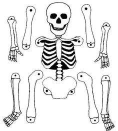 the skeleton is shown in three different positions, including arms and legs with two hands