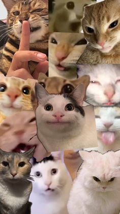 a collage of cats with different facial expressions on their faces and hands, including the cat's head