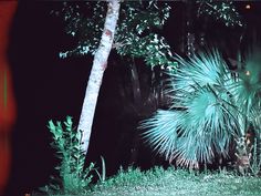 a green palm tree sitting next to a lush green forest