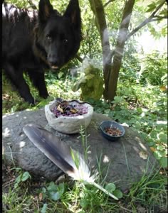 a black dog standing next to a bowl of food on top of a rock in the woods