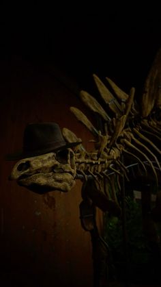 an animal skeleton with a hat on it's head is shown in the dark