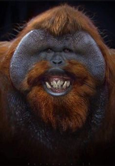 an orangutan with its mouth open and teeth wide open, looking at the camera