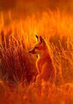 a small fox sitting in the middle of a grassy field at sunset, looking off into the distance