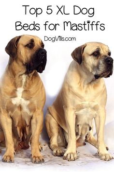 two dogs sitting next to each other with the words top 5 x dog beds for mastiffs