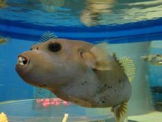 a close up of a fish in an aquarium looking at the camera with it's mouth open