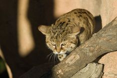 a small cat walking on top of a tree branch next to a stone wall and shadow