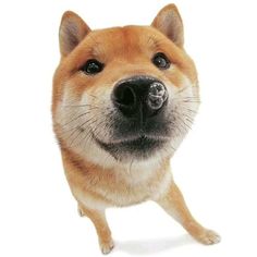 a close up of a dog looking at the camera