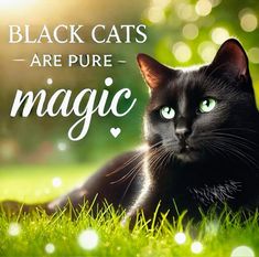 a black cat laying in the grass with an inspirational quote above it that says, black cats are pure - magic