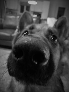 black and white photograph of a dog's face looking at the camera with it's nose slightly open