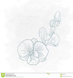 a drawing of two flowers on a white paper stock photo image of blue, flower
