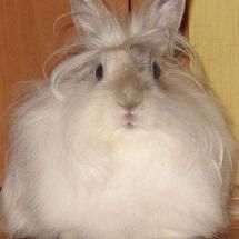 a fluffy white rabbit sitting on top of a wooden floor next to a brown door