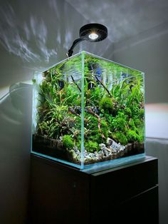 a fish tank with plants and rocks in the bottom is illuminated by a light fixture